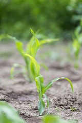 corn maize plant seedling. corn plant isolated