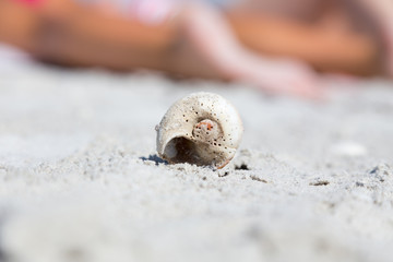 Sea shell