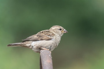 Image of sparrow on nature background.