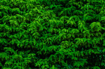 Creative tropical green leaves,for background,vintage tone.