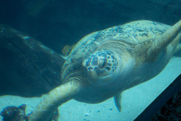 Obraz premium turtle