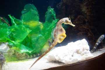 seahorse