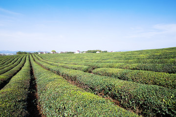Fototapeta na wymiar Green tea garden on the hill,china