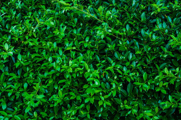 Obraz premium Creative tropical green leaves,for background,vintage tone.