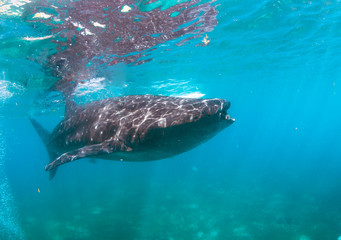 Naklejka premium Whale shark in the blue sea.
