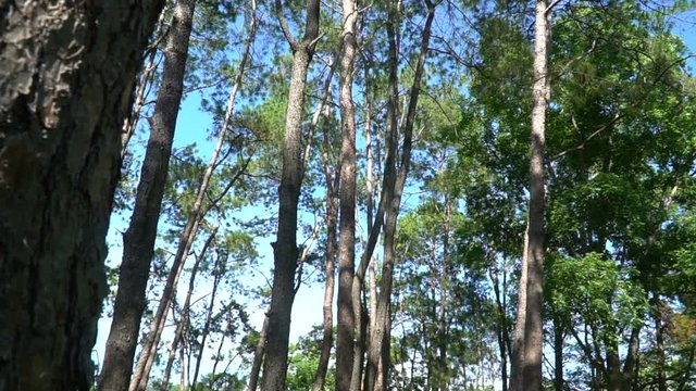 Pine forest with sunlight