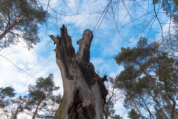 Toter Baum mit leicht bewölktem Himmel im Hintergrund