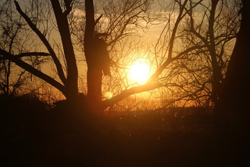 Sonnenuntergang hinter einer Baumsilhouette
