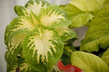  Yellow and Green Coleus
