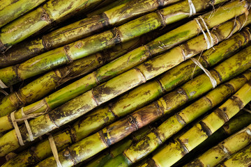 Stalks of sugarcane