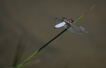 Dragonfly is sitting above the water