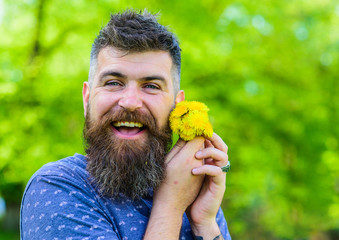 Man with beard and mustache on happy face holds bouquet of dandelions. Romantic hipster made bouquet, green nature background, defocused. Romantic concept. Bearded man holds yellow dandelions.