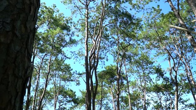Pine forest with sunlight