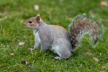 Eastern Gray Squirrel