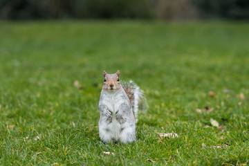 Eastern Gray Squirrel