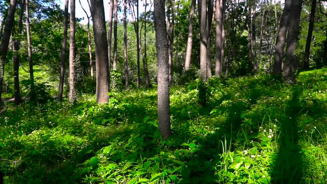 Pine forest with sunlight