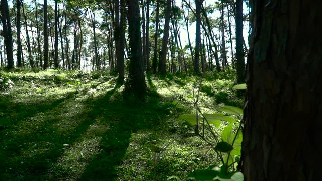 Pine forest with sunlight