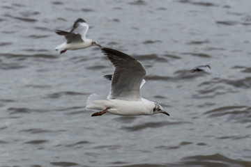 Fototapeta na wymiar Flying seagulls