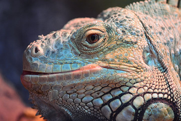 Fototapeta premium Iguana's head close up