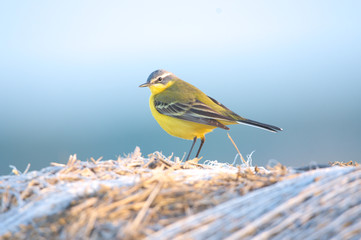 Schafstelze im Morgenlicht