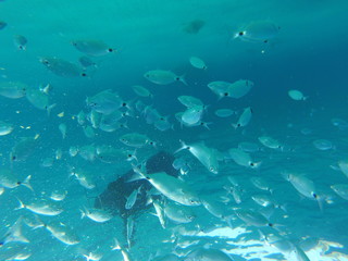 Fototapeta na wymiar Fondo marino lleno de peces en Mallorca, isla de vacaciones