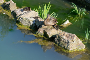 Female mallard duck with ducklings sitting on a rock in sunlight