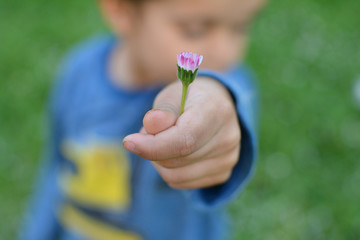 LITTLE CHILD HAND HOLDING A BEAUTIFUL SMALL AND CLOSED DAISY FLOWER