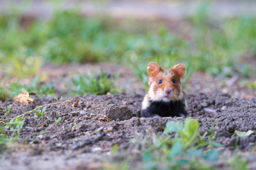 Hamster schaut aus dem Hamsterloch