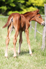 Naklejka na ściany i meble Cute baby horse grazing on pasture
