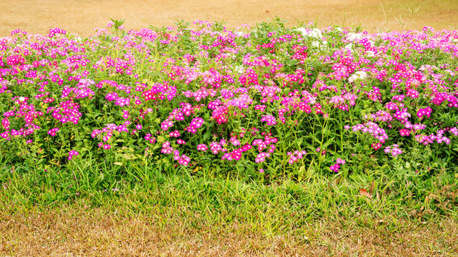 Colorful Phlox drummondii flower in a garden.