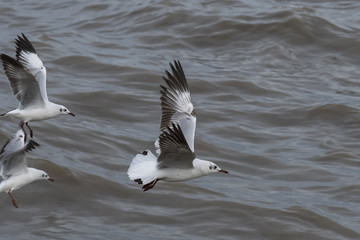 Flying seagulls