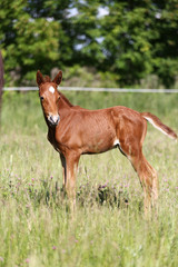 Vertical photo of a newborn beautiful young horse
