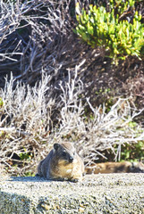 Naklejka na ściany i meble Penguins colony in stony point nature reserve betty's bay Boland Mountain Complex, Western Cape