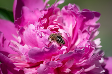 Bienen überleben helfen