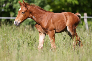 Obraz premium Closeup of a newborn purebred horse