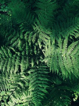 Green fern with beautiful leaves in the forest 
