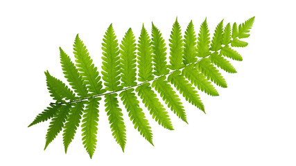 Green leaves fern tropical plant isolated on white background, clipping path included. - obrazy, fototapety, plakaty