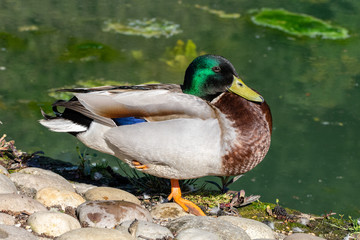 Male drake mallard standing on one leg by the side of a pond