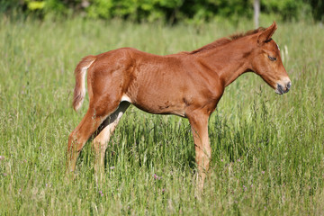 Fototapeta premium Filly sunbathing in the summer corral
