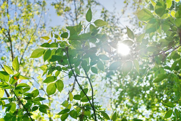 the sun shines through the young green foliage of a tree