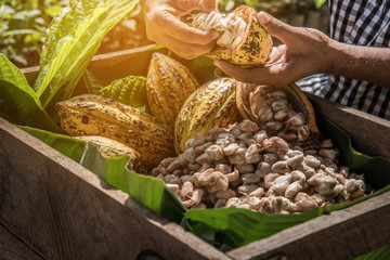 Cocoa Beans and Cocoa Fruits.