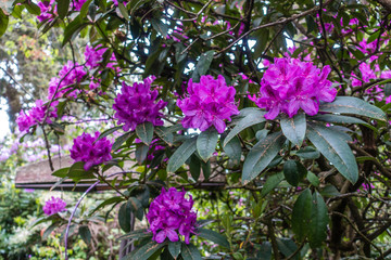 Obraz premium Rich Purple Rhododendron Flowers