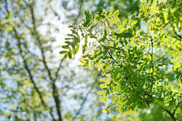 the sun shines through the young green foliage of a tree. acacia leaves blurred background