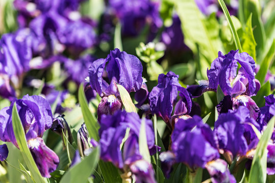 Wild Purple Irises In Garden