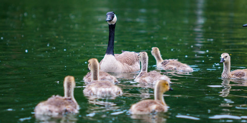 Family of Canadian Geese Swimming in the Willamette River
