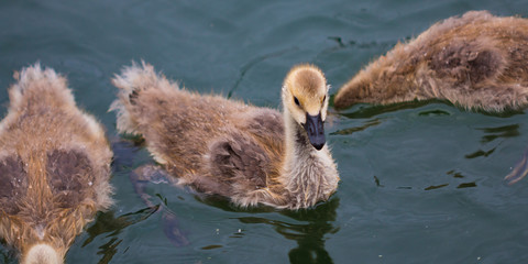 Baby Geese Swimming in the Willamete River