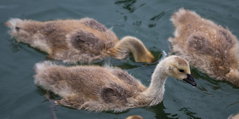 Baby Canadian Geese Swimming on the Willamette River