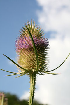Chardon bardane