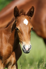 Portrait closeup of a cute little horse