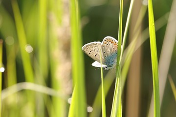 Butterfly (Common blue) on a spring morning 